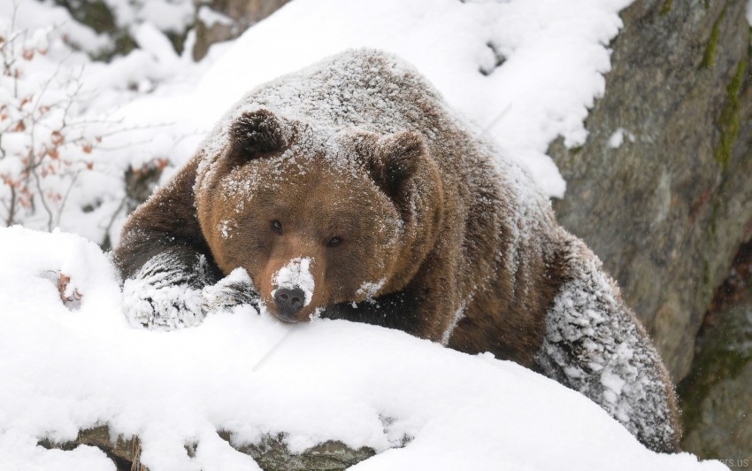 Bear Brown Hunting Large Snow Walk Wallpaper Background Best Stock Photos