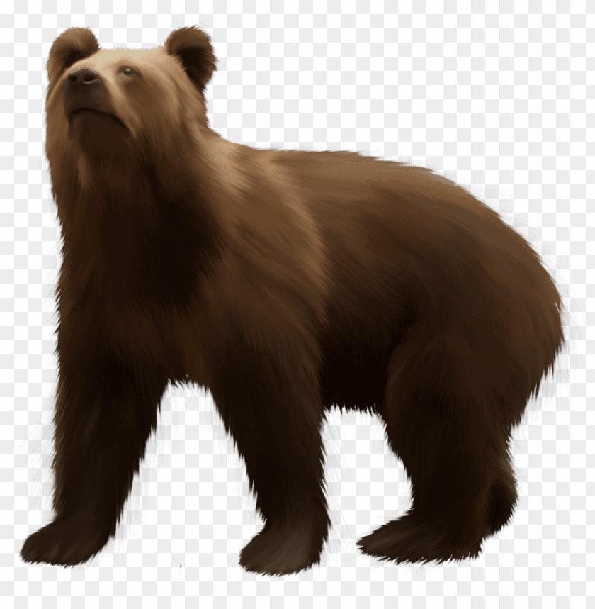 bear, brown