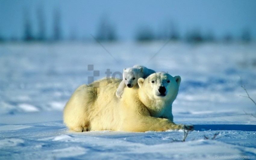 bear caring couple cub polar bear snow wallpaper background best stock photos - Image ID 158706
