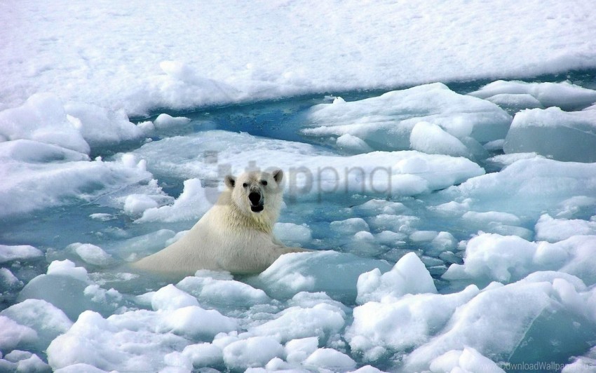 free PNG bear, cold, ice, polar bear, snow wallpaper background best stock photos PNG images transparent