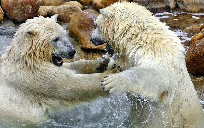 bear, couple, game, polar bear, wet wallpaper background best stock photos  | TOPpng