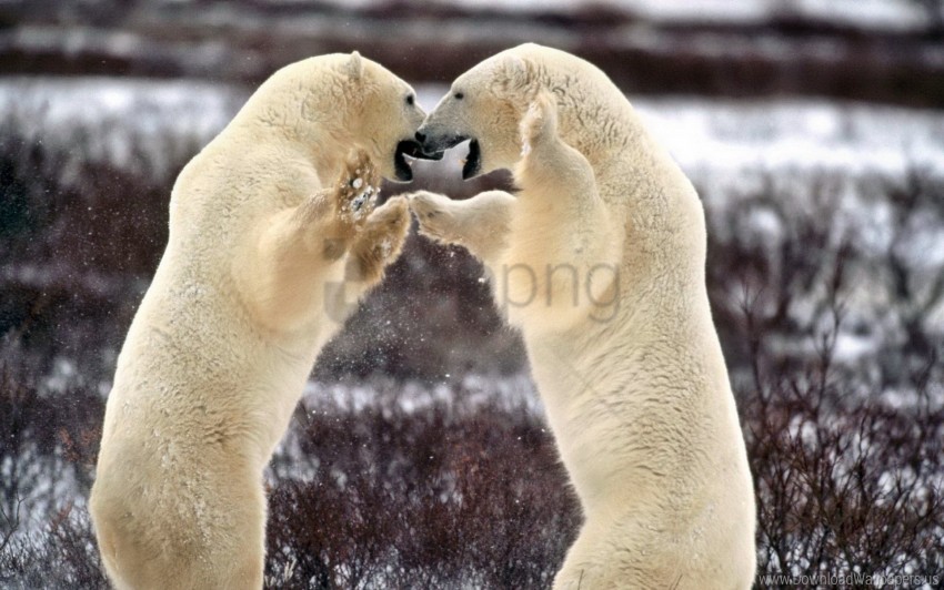 Bear Couple Grass Playful Polar Bear Young Wallpaper Background Best Stock Photos