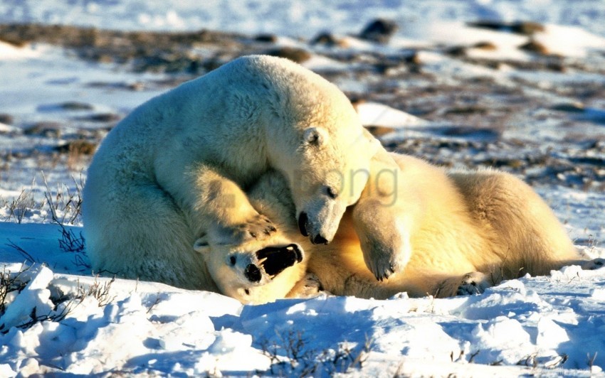 bear couple playful polar bear snow wallpaper background best stock photos - Image ID 159713