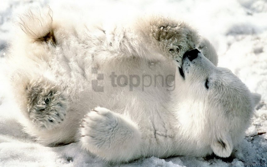 free PNG bear, cub, lying, playful, polar bear, snow wallpaper background best stock photos PNG images transparent