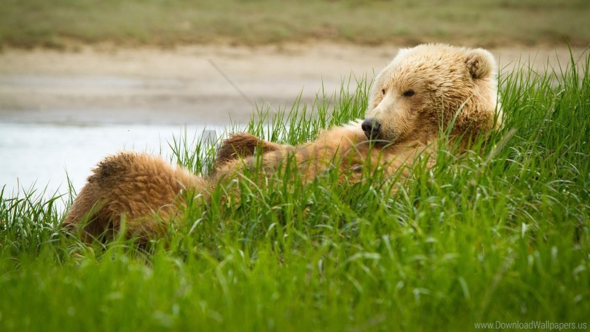 Bear Funny Grass Grizzly Lie Wallpaper Background Best Stock Photos