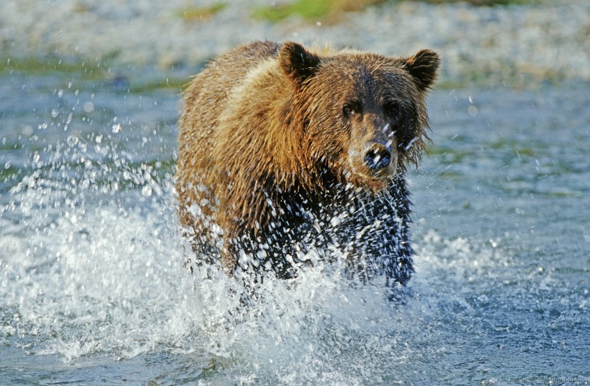 Bear Grizzly Bear River Spray Water Wallpaper Background Best Stock Photos