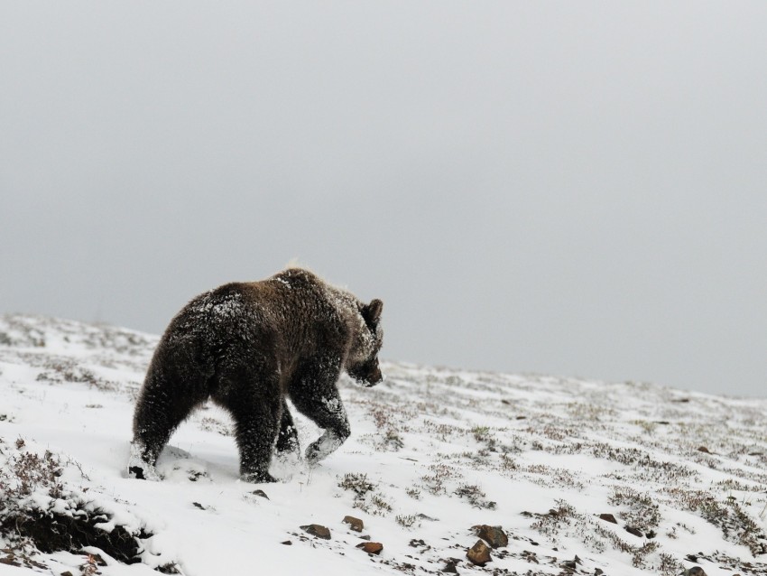 bear, grizzly, winter, snow, north