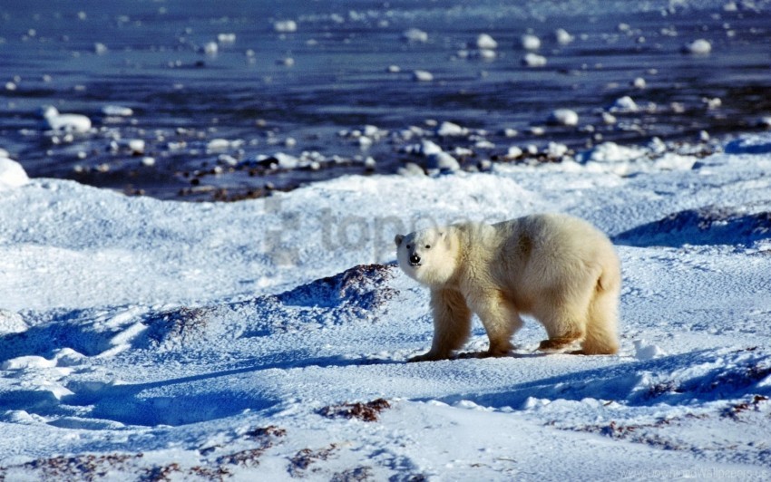 Bear Ice Ocean Polar Bear Snow Wallpaper Background Best Stock Photos