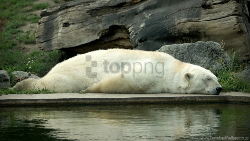 Bear Lie Down Polar Bear Sleep Water Wallpaper Background Best Stock Photos