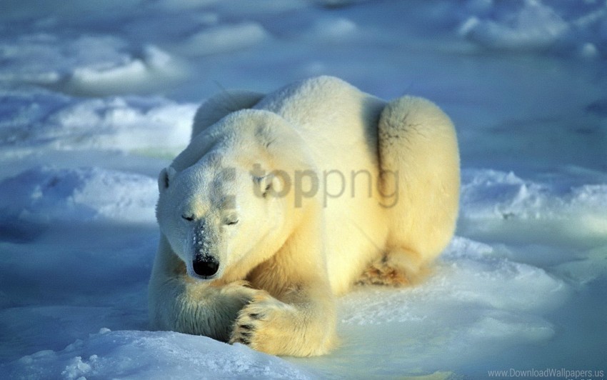 Bear Lie Polar Bear Snow Waiting Wallpaper Background Best