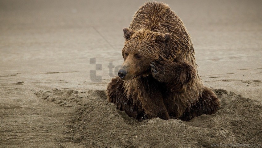 bear playful sand wallpaper background best stock photos - Image ID 160612