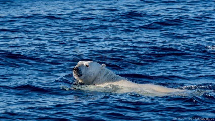 free PNG bear, polar bear, sea, swim wallpaper background best stock photos PNG images transparent