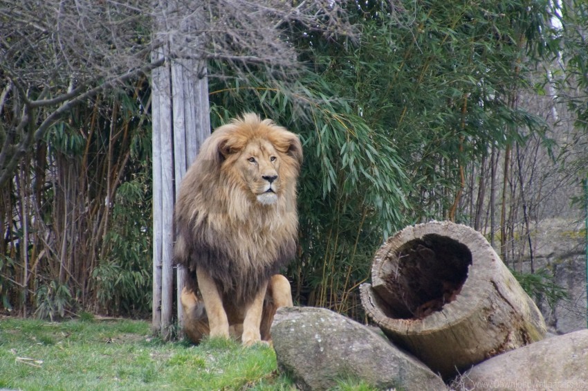 beast grass lion predator wallpaper background best stock photos - Image ID 150394