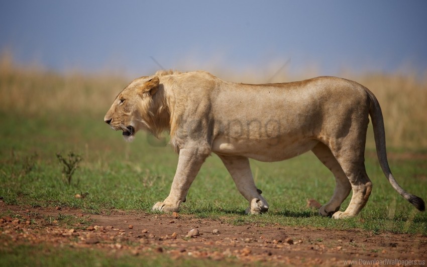 beast, lion, predator, wild cat wallpaper background best stock photos |  TOPpng