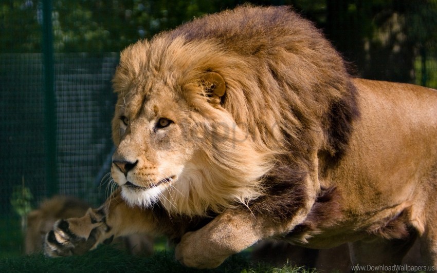 Beasts King Lion Mane Predator Wallpaper Background Best Stock Photos