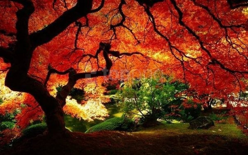 Beautiful Autumn Tree Landscape Wallpaper Background Best Stock