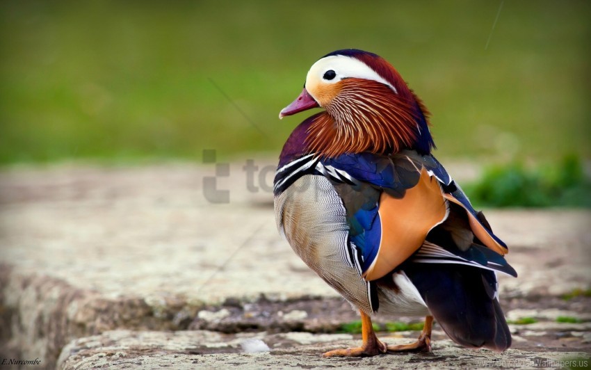 beautiful bird color mandarin duck wallpaper background best stock photos - Image ID 150512