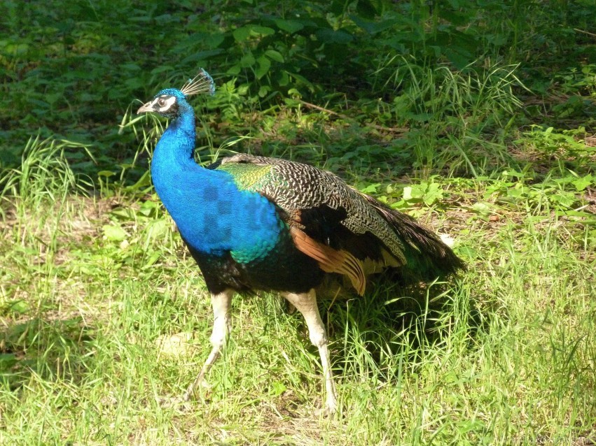 beautiful, bird, feathers, grass, peacock, walk wallpaper background best  stock photos | TOPpng