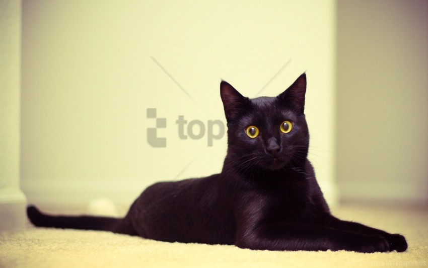 beautiful black cat cat lying wallpaper background best stock photos - Image ID 159591