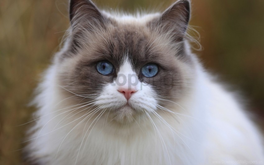 free PNG beautiful, blue eyes, cat, eyes, face, thick wallpaper background best stock photos PNG images transparent