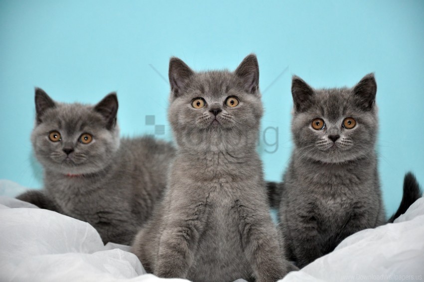 free PNG beautiful, british, kittens, three wallpaper background best stock photos PNG images transparent