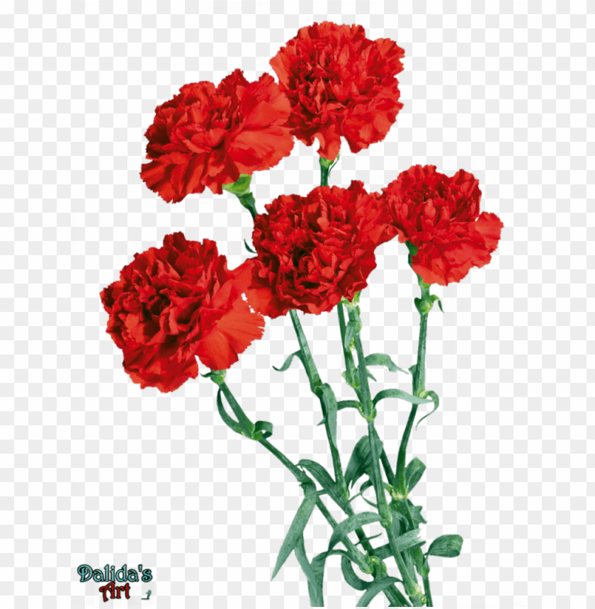 beautiful carnation flowers  by makiskan - chinese mothers day flower, mother day