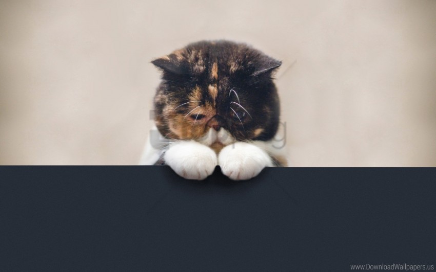 beautiful cat face fat legs sad wallpaper background best stock photos - Image ID 149394