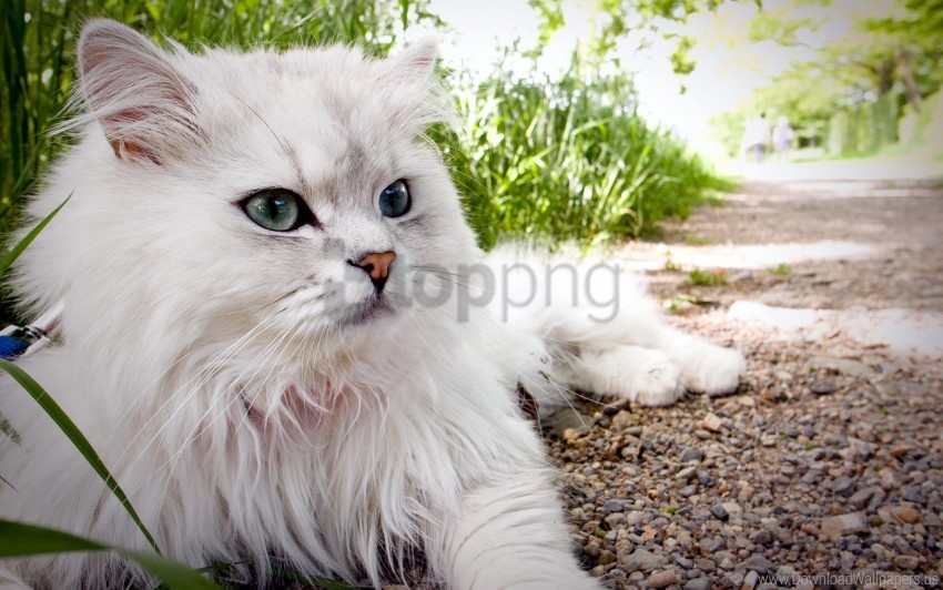 beautiful, cat, fluffy, lie wallpaper background best stock photos@toppng.com