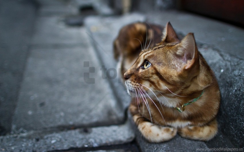 beautiful cat lie street wallpaper background best stock photos - Image ID 160873