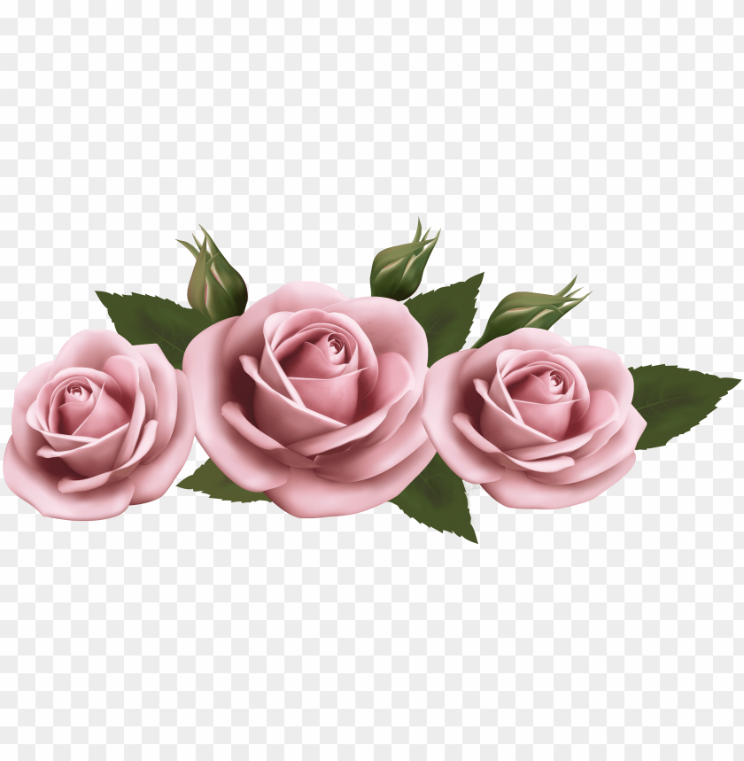 Beautiful Clipart Pink Rose Pink Roses Transparent Png Image With Transparent Background Toppng - aesthetic roblox t shirts roses free transparent clipart