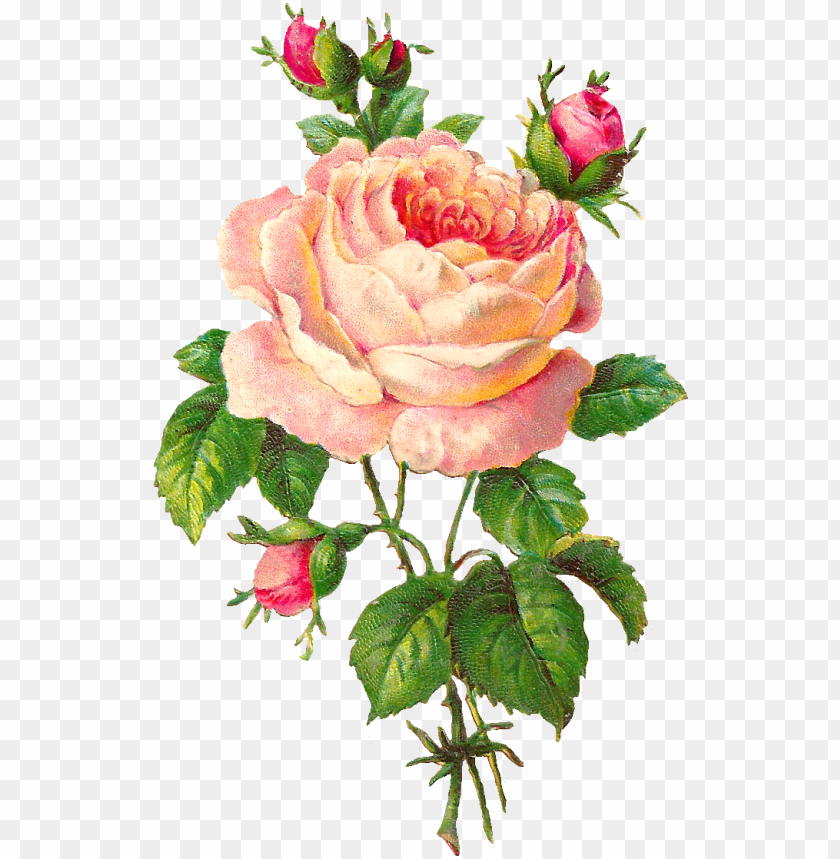 Beautiful Clipart Rose Flower Vintage Rose Flowers Art Png Image With Transparent Background Toppng - beautiful red rose flowers pictures roblox