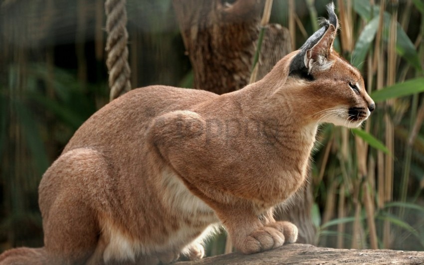 beautiful color lynx predator sit wallpaper background best stock photos - Image ID 160225