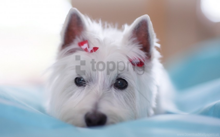 beautiful decoration dogs eyes face lie wallpaper background best stock photos - Image ID 160252