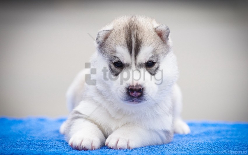 beautiful dog husky muzzle puppy wallpaper background best stock photos - Image ID 146984