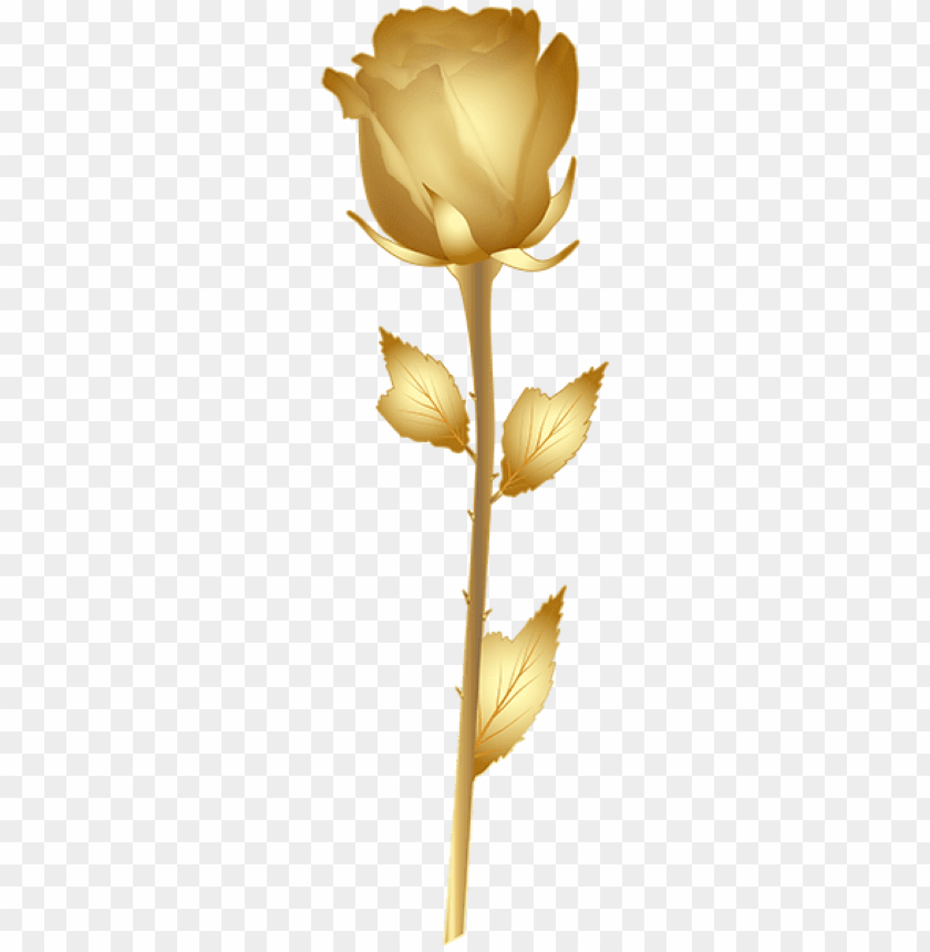 beautiful gold rose