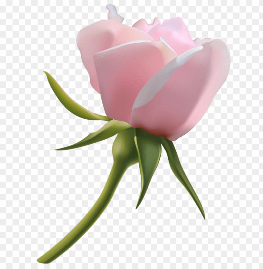 beautiful pink rose bud