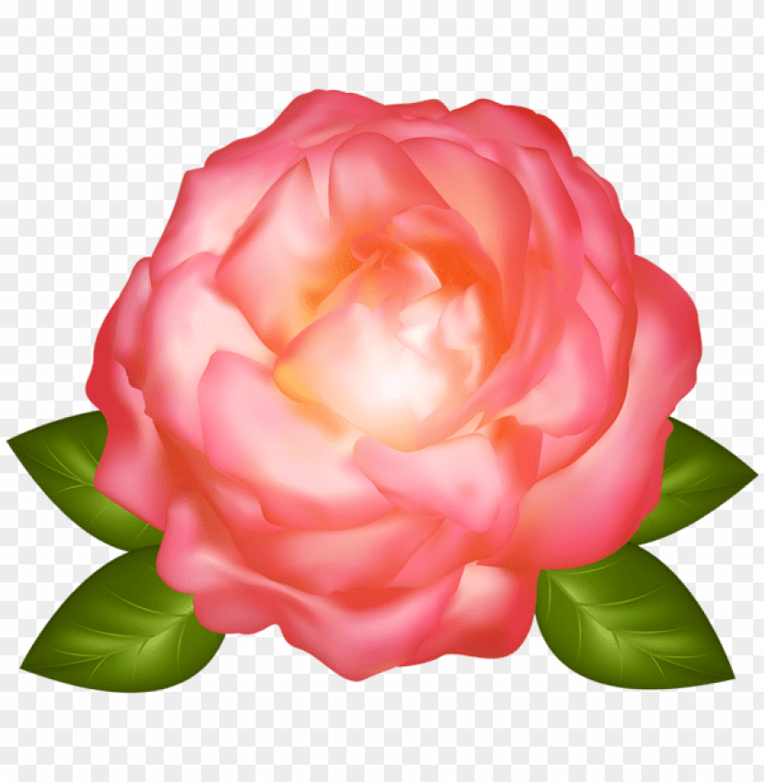 PNG image of beautiful pink rose transparent with a clear background - Image ID 43502