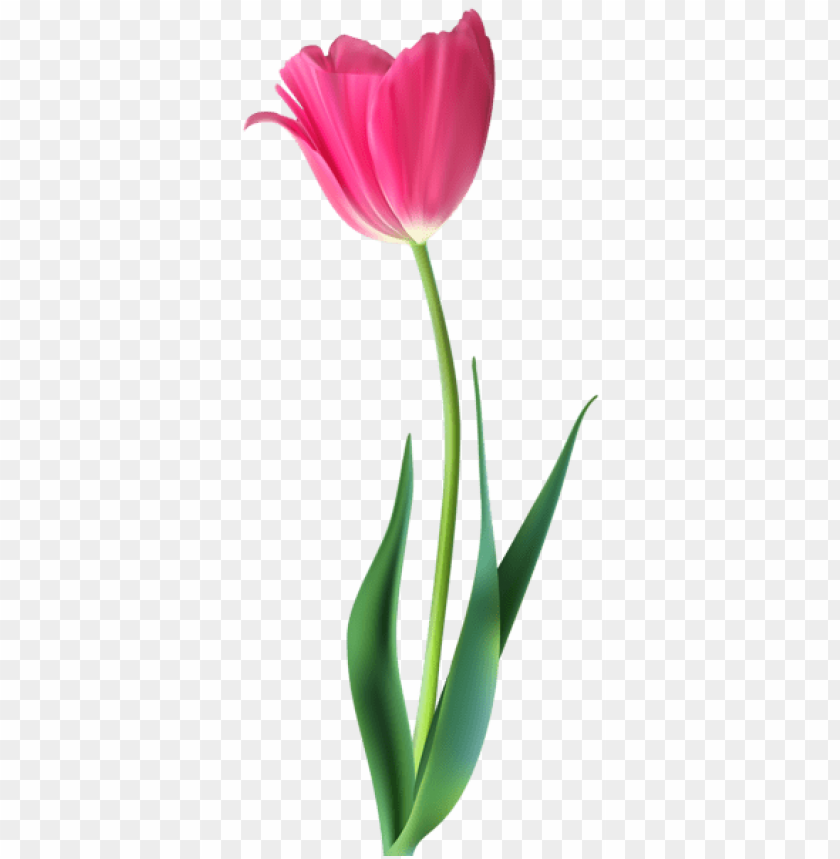 beautiful pink tulip decorative png