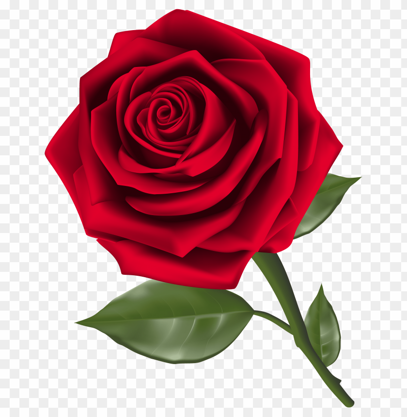 beautiful, red, rose