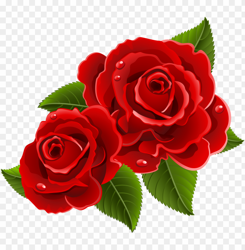 Beautiful Red Rose Flowers PNG Transparent With Clear Background ID ...