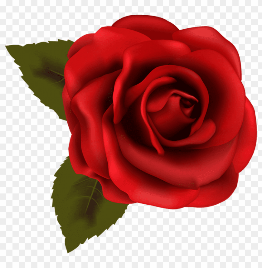 beautiful red rose transparent