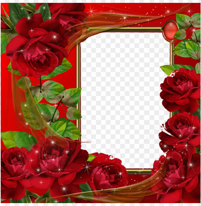 beautiful red roses transparent photo frame background best stock photos |  TOPpng