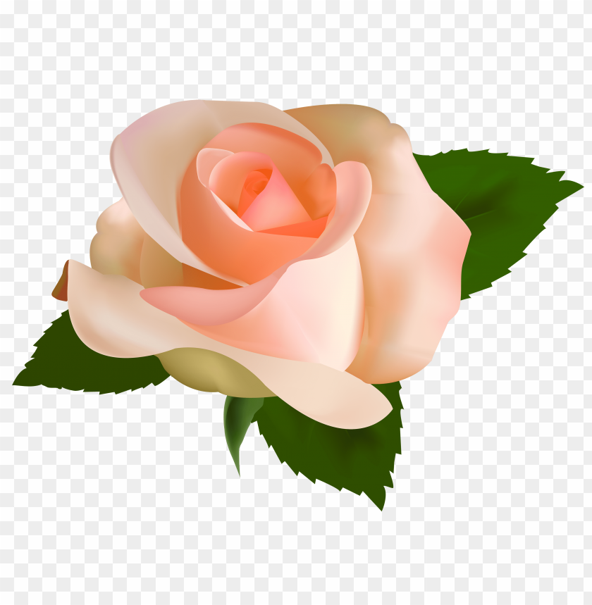 beautiful, rose