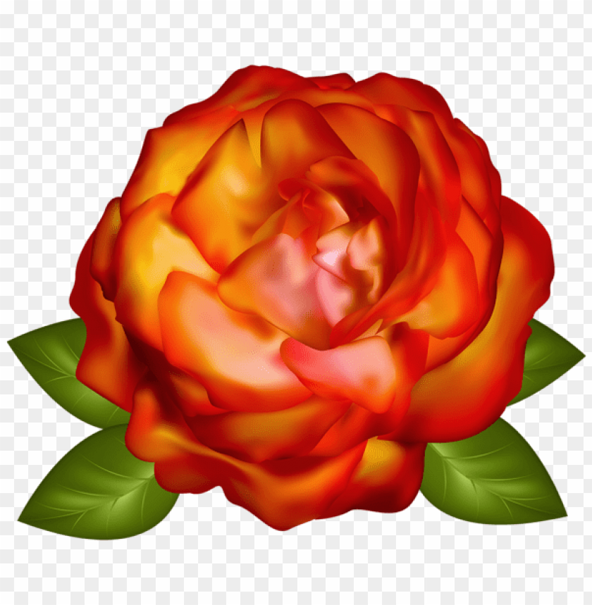 beautiful rose