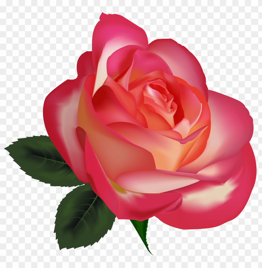beautiful, rose