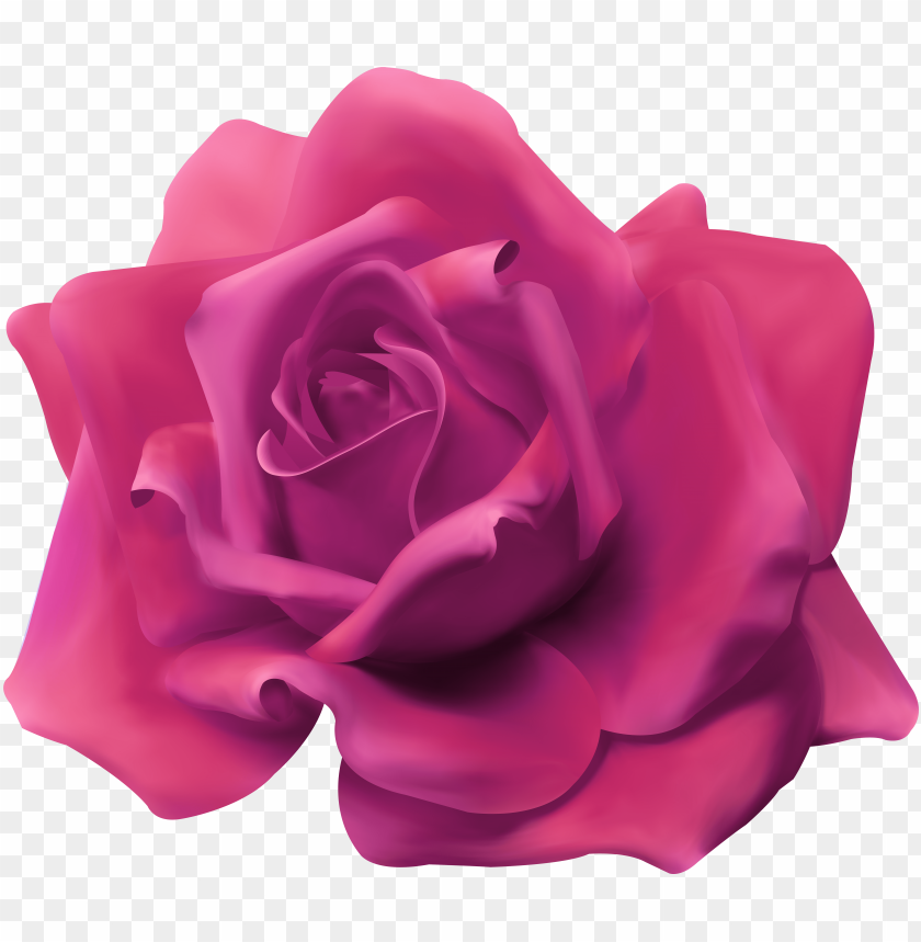 beautiful rose pink