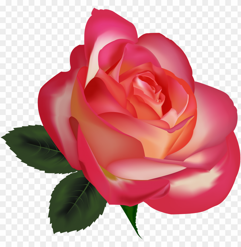 beautiful rose png clipart image - rosas o flores PNG image with  transparent background | TOPpng
