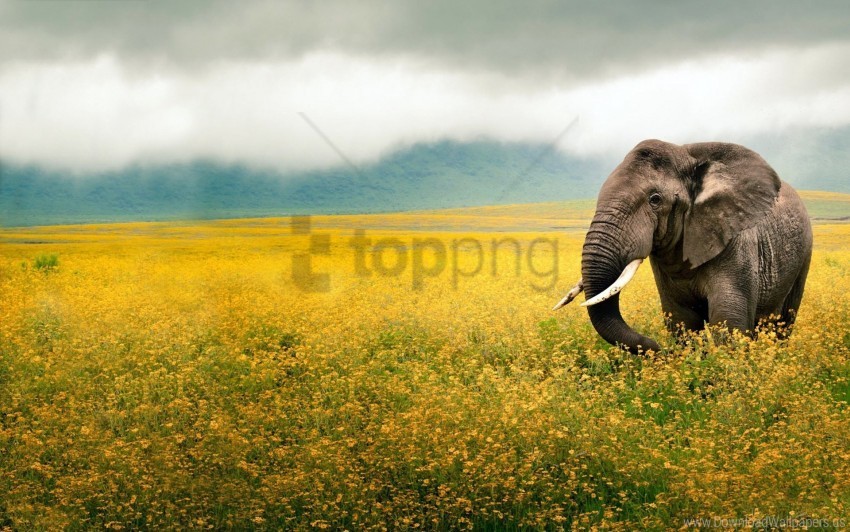 beautiful scenery, elephant, field, grass, sky, walk wallpaper background  best stock photos | TOPpng