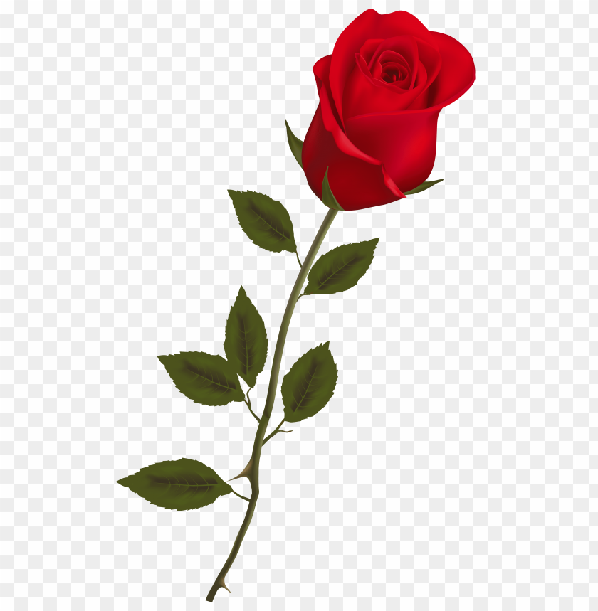 beautiful, red, rose, stem