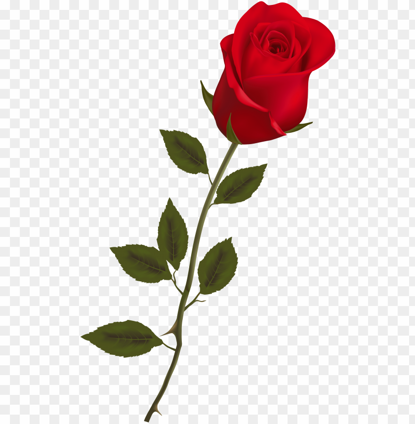 Beautiful Stem Red Rose Png Clipart Rose Png Image With Transparent Background Toppng - red rose roblox